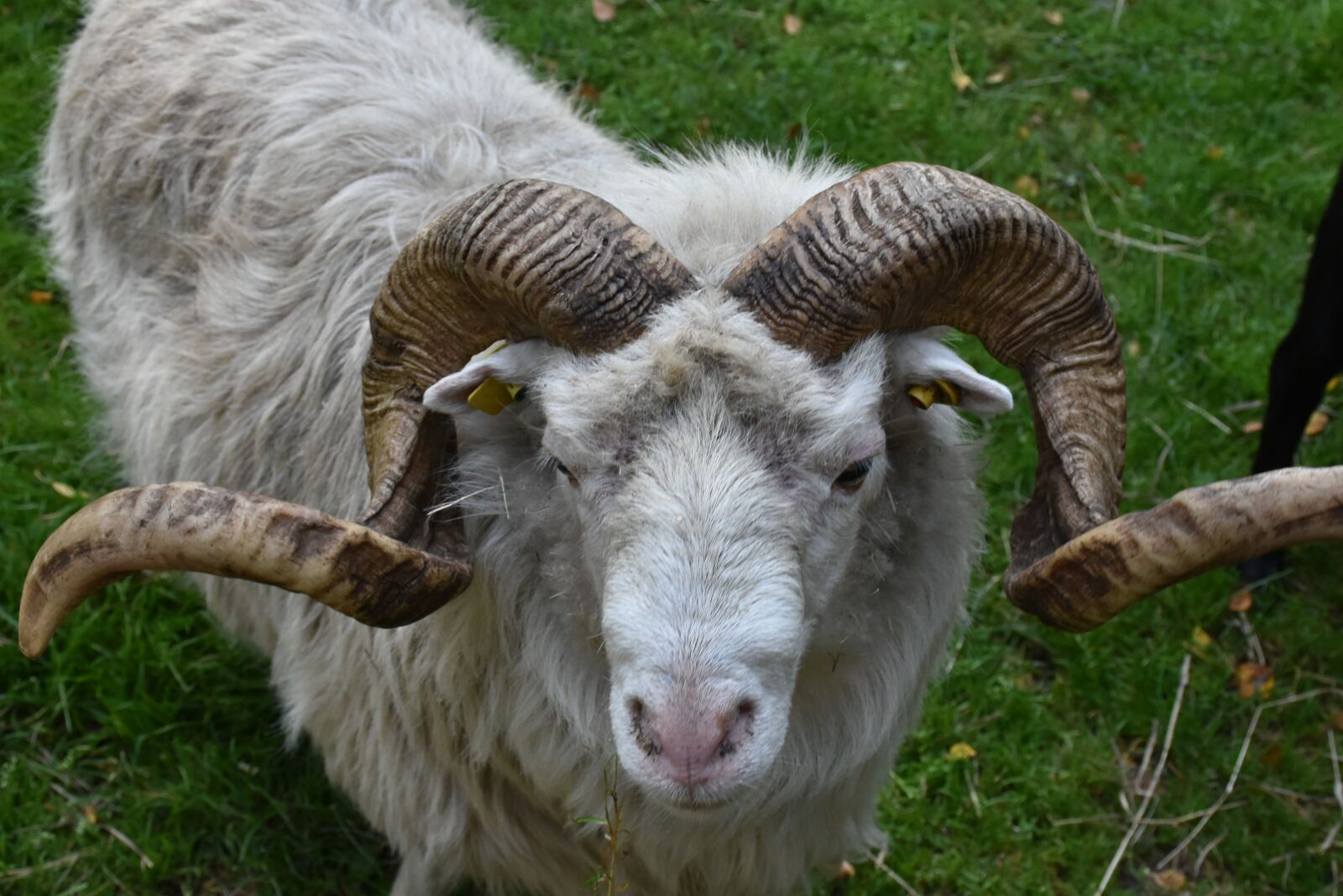 Nikon D7200 sample photo. Ram, nature, animal photography