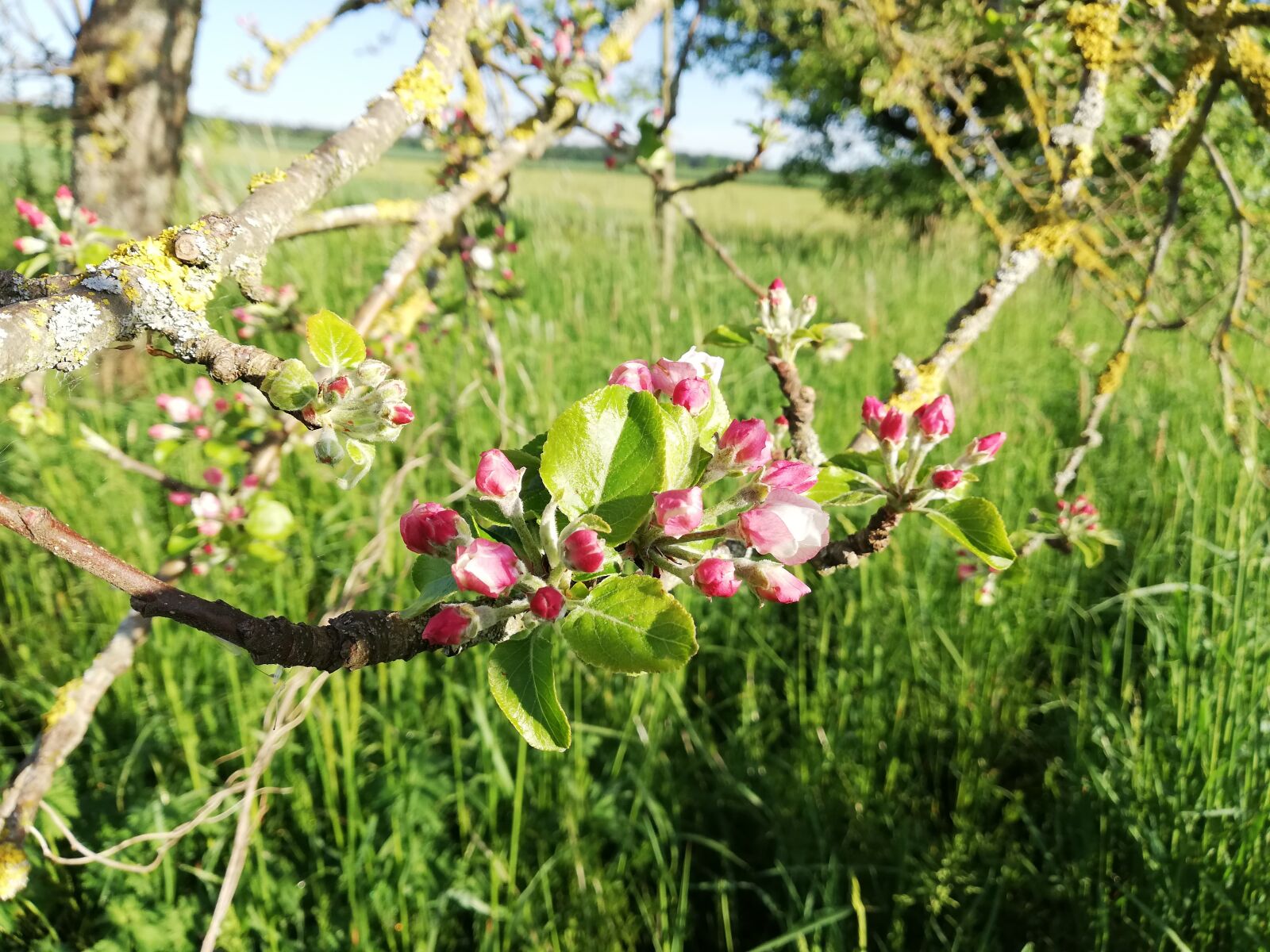 HUAWEI P20 lite sample photo. Tree, bl te, apfelbaumbl photography