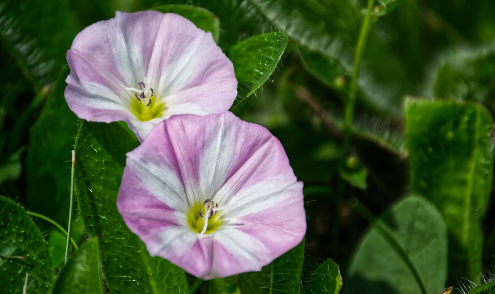 Nikon D3100 sample photo. Bindweed, flower, pink photography