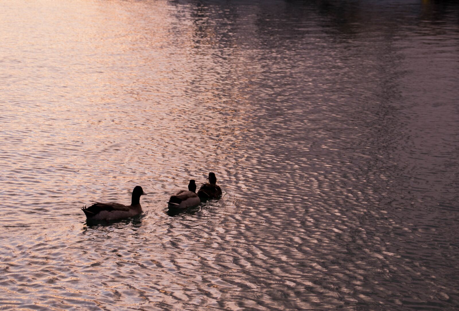 Canon EOS 800D (EOS Rebel T7i / EOS Kiss X9i) sample photo. Ducks, sea, water photography