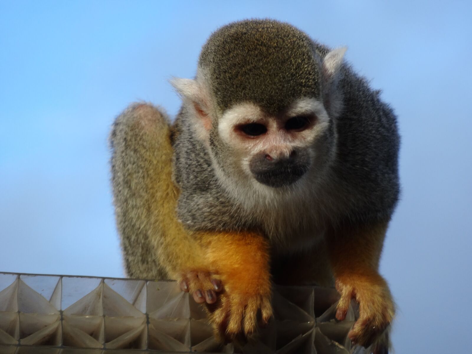 Sony Cyber-shot DSC-HX20V sample photo. Spider monkey, zoo, monkey photography