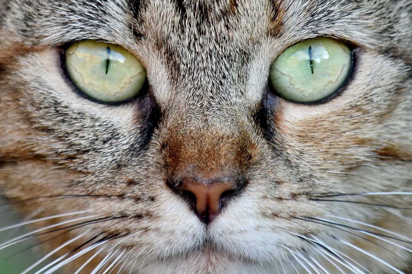 Nikon D5500 sample photo. Domestic cat, eyes, nose photography