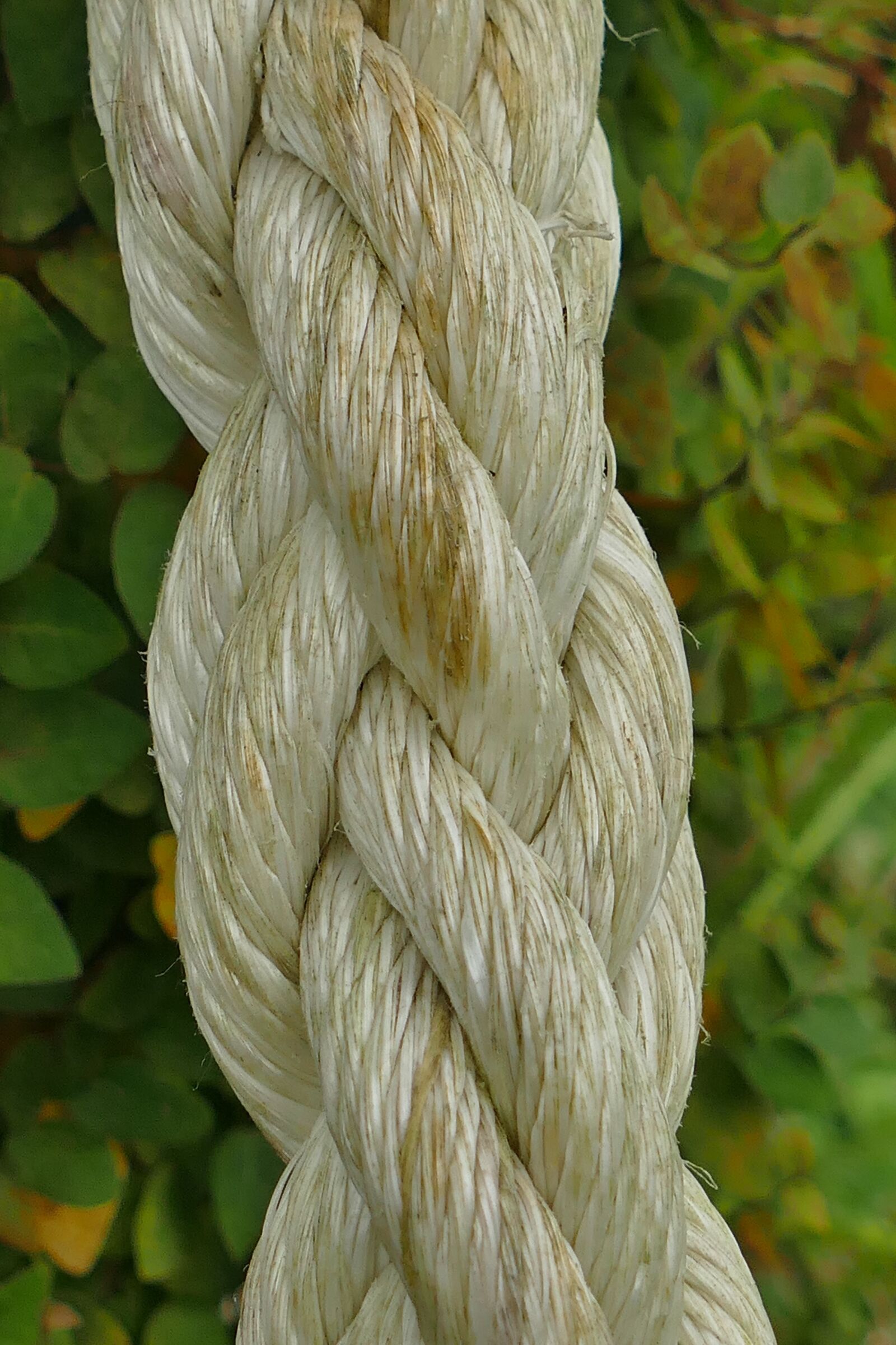 Panasonic Lumix DMC-FZ1000 sample photo. Rope, macro, close up photography