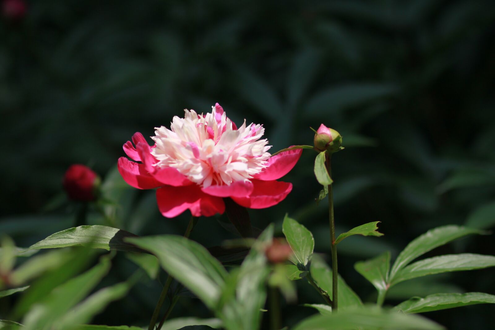 Canon EOS 500D (EOS Rebel T1i / EOS Kiss X3) sample photo. Nature, plants, flowers photography