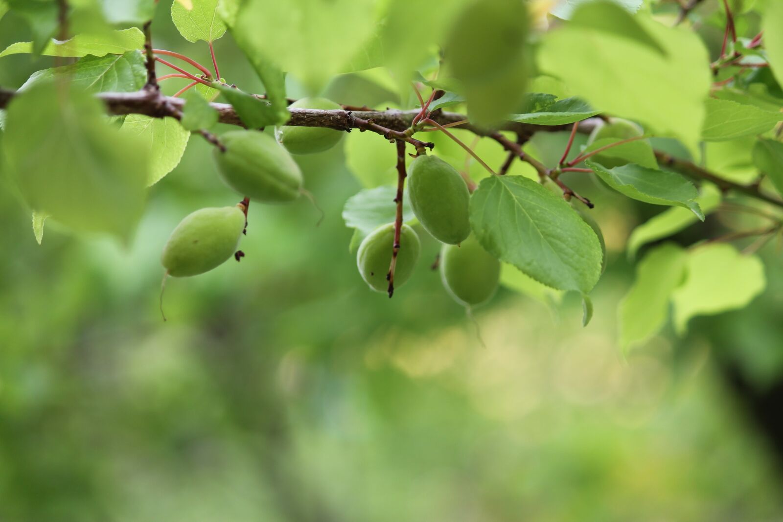 Canon EOS 1100D (EOS Rebel T3 / EOS Kiss X50) sample photo. Apricots, fruits, spring photography