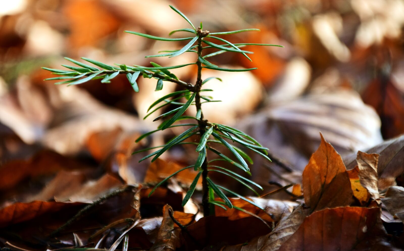 Nikon D3300 sample photo. Scion, conifer, young photography