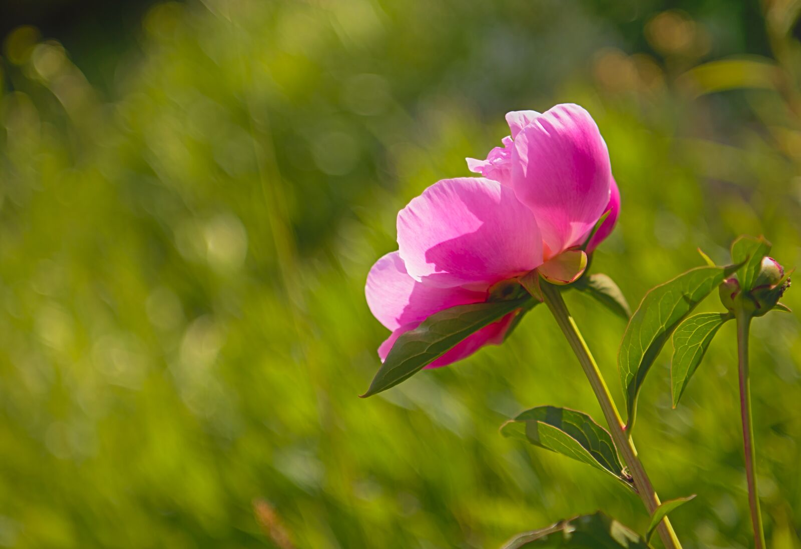Nikon D5600 sample photo. Peony, blossom, bloom photography