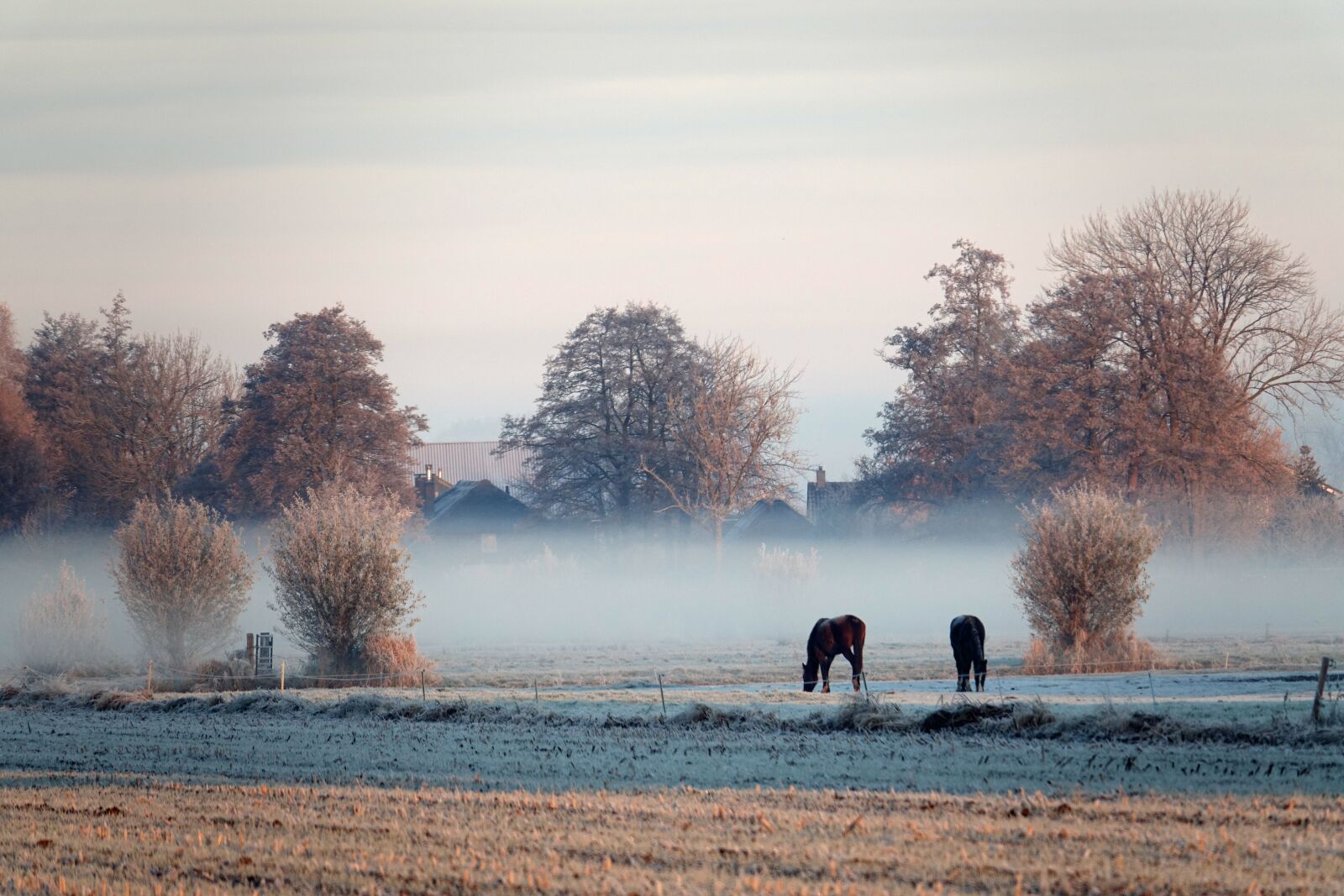 Sony Cyber-shot DSC-RX10 III sample photo. Winter, fog, horses photography