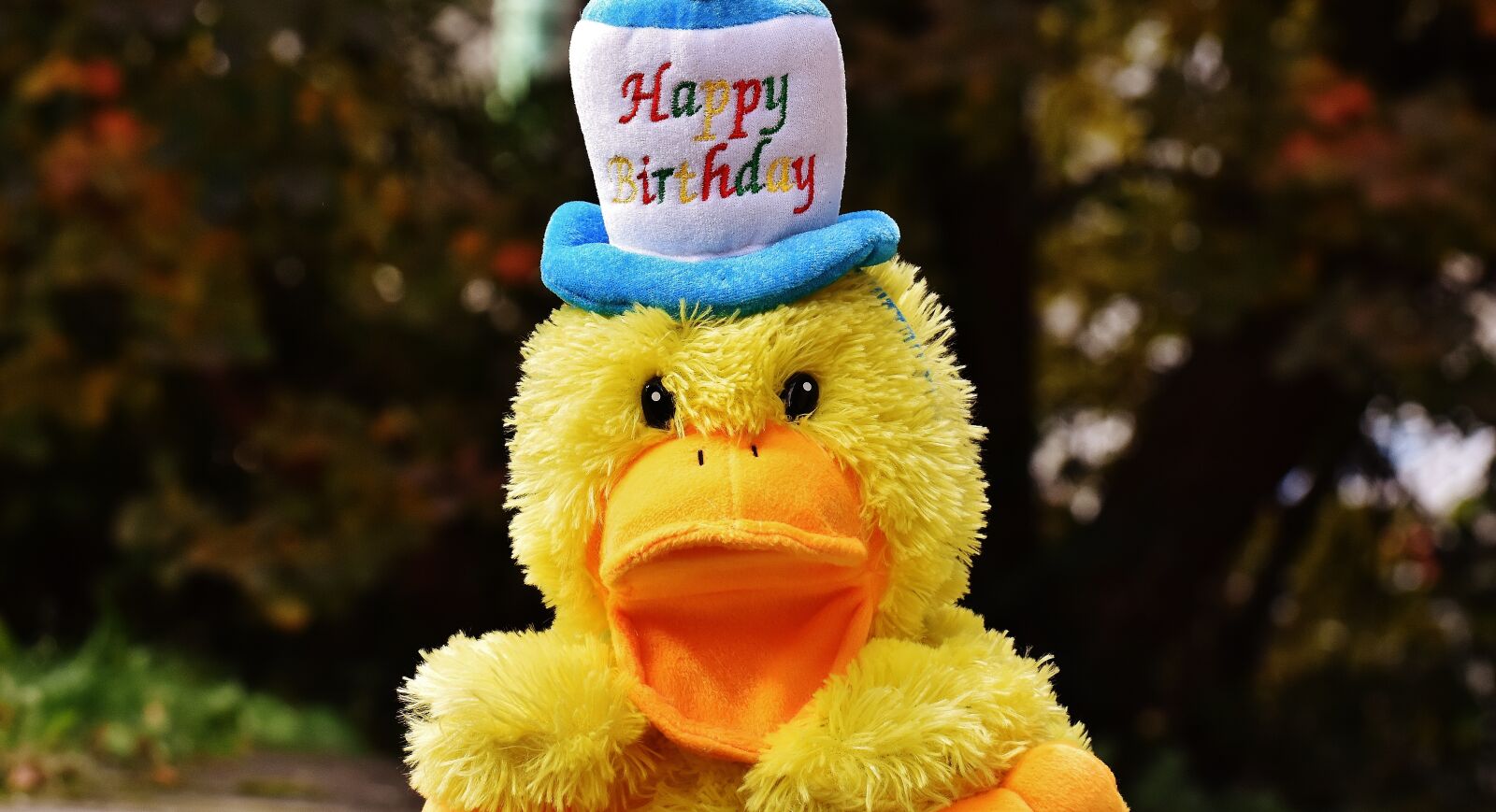 Nikon D7200 sample photo. Birthday, congratulations, duck photography