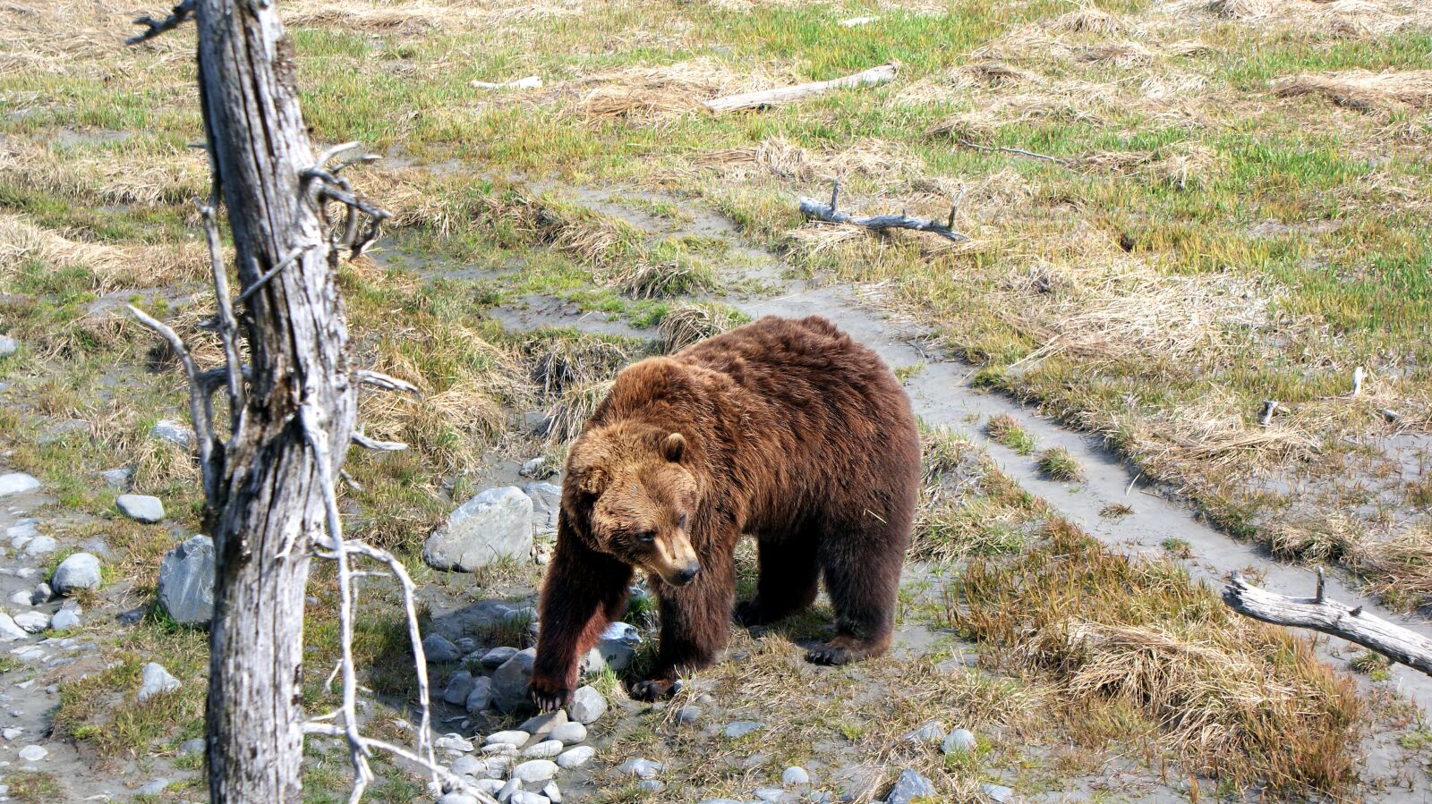 Sony Alpha DSLR-A300 sample photo. Bear, brown bear, alaska photography