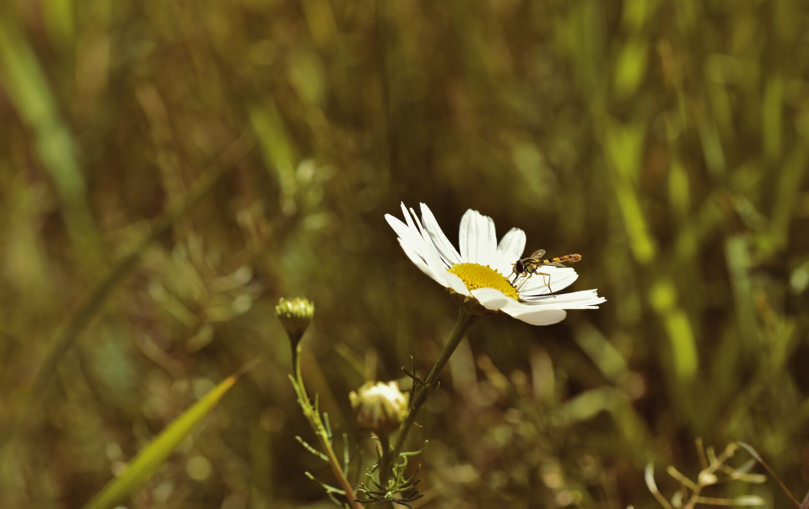 Nikon D5600 sample photo. Hoverfly, fly, insect photography