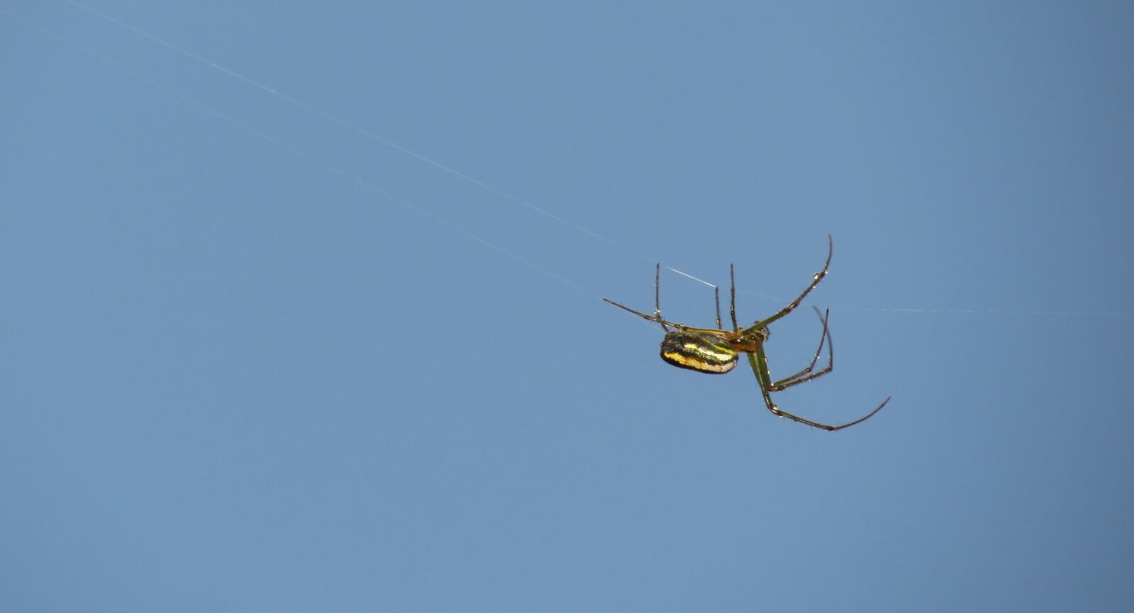 Canon PowerShot SX50 HS sample photo. Insects, nature, area photography