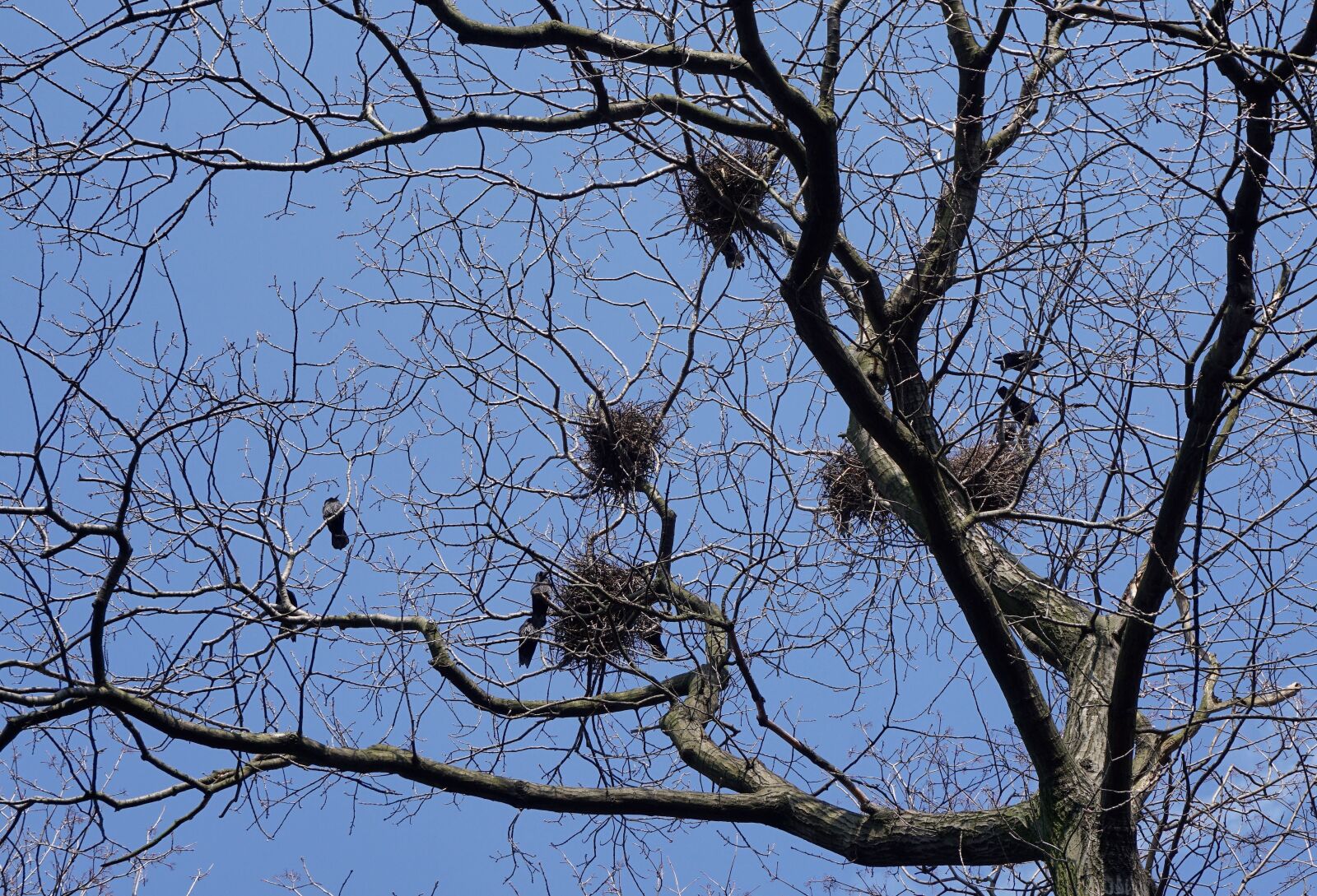 Sony a6000 sample photo. Bird's nest, birds, rooks photography