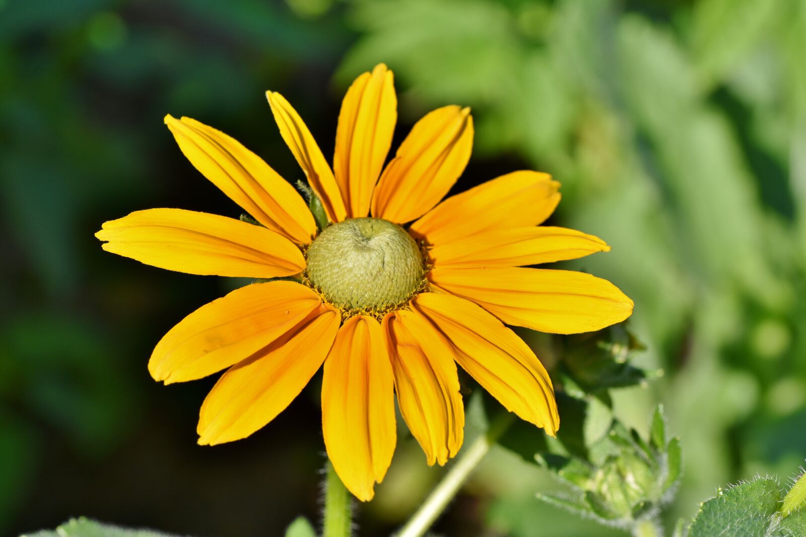 Nikon D7200 sample photo. High hat, rudbeckia nidita photography