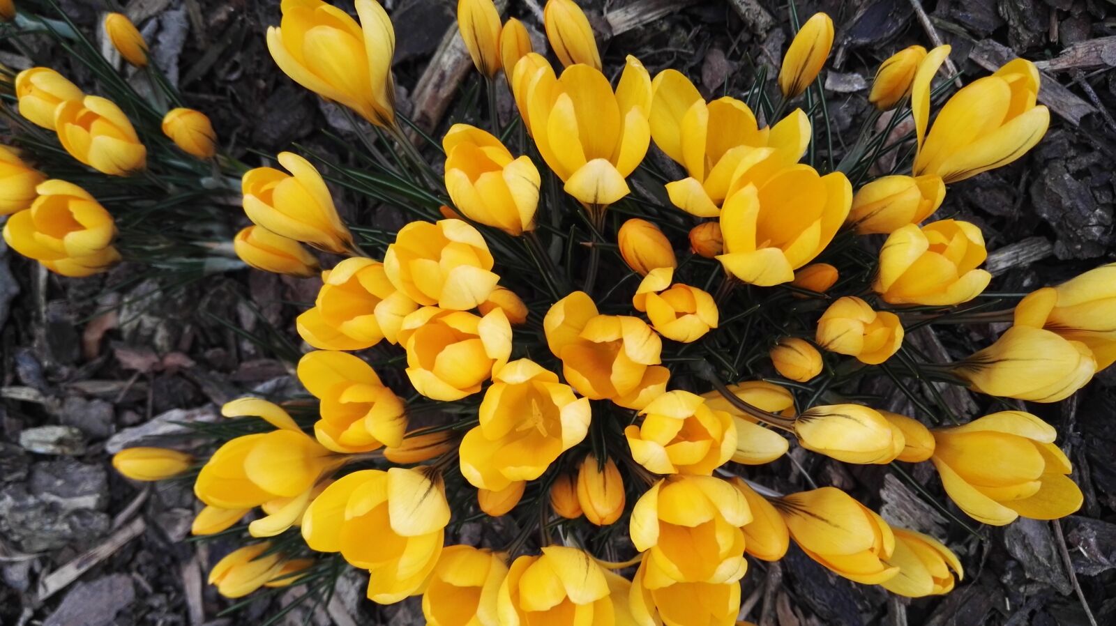 HUAWEI P8 sample photo. Beautiful, bloom, blooming, blossom photography