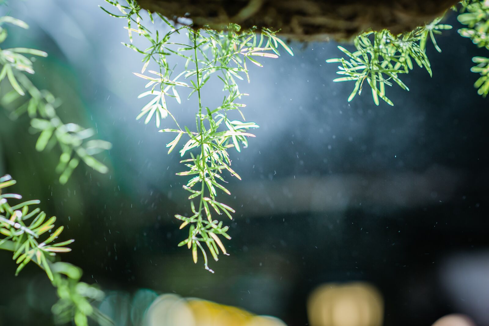 Nikon D3 sample photo. Tree, green, nature photography