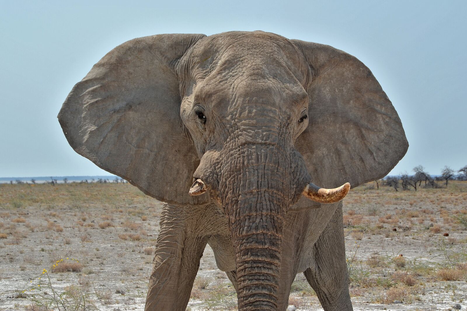 Nikon D5100 sample photo. Namibia, elephant, desert photography