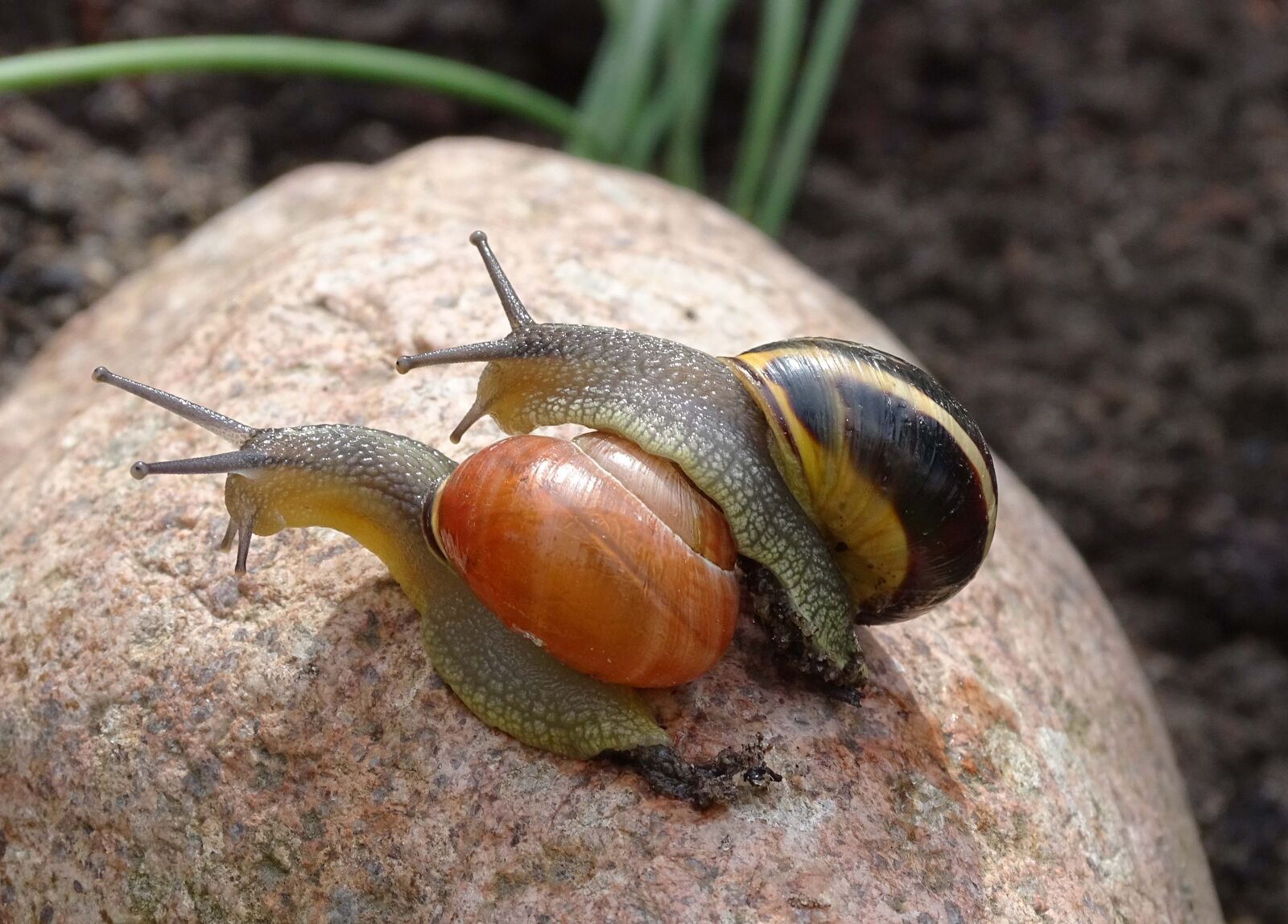 Sony Cyber-shot DSC-HX400V sample photo. Snail, shell, garden snail photography