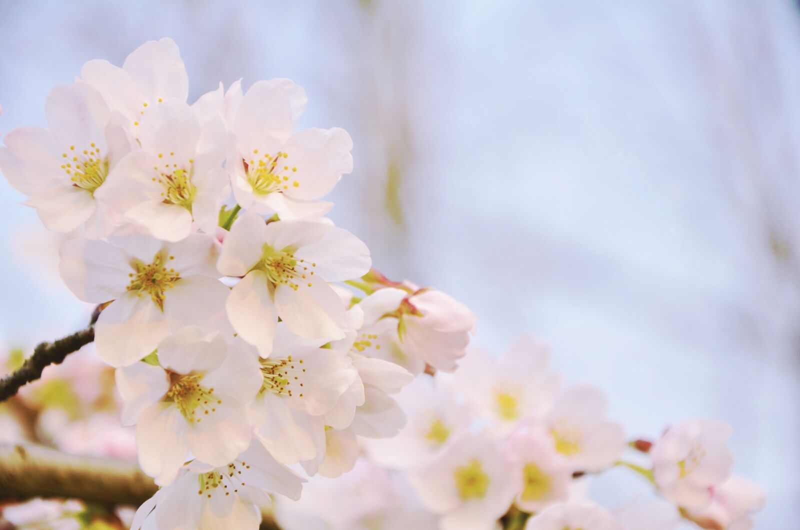 Nikon D7000 sample photo. Cherry blossom, pink, spring photography