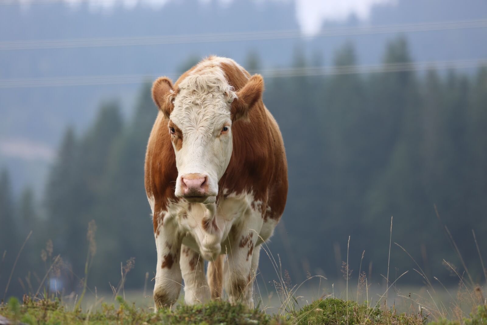 Canon EF 100-400mm F4.5-5.6L IS USM sample photo. Cow, alm, simmental cattle photography