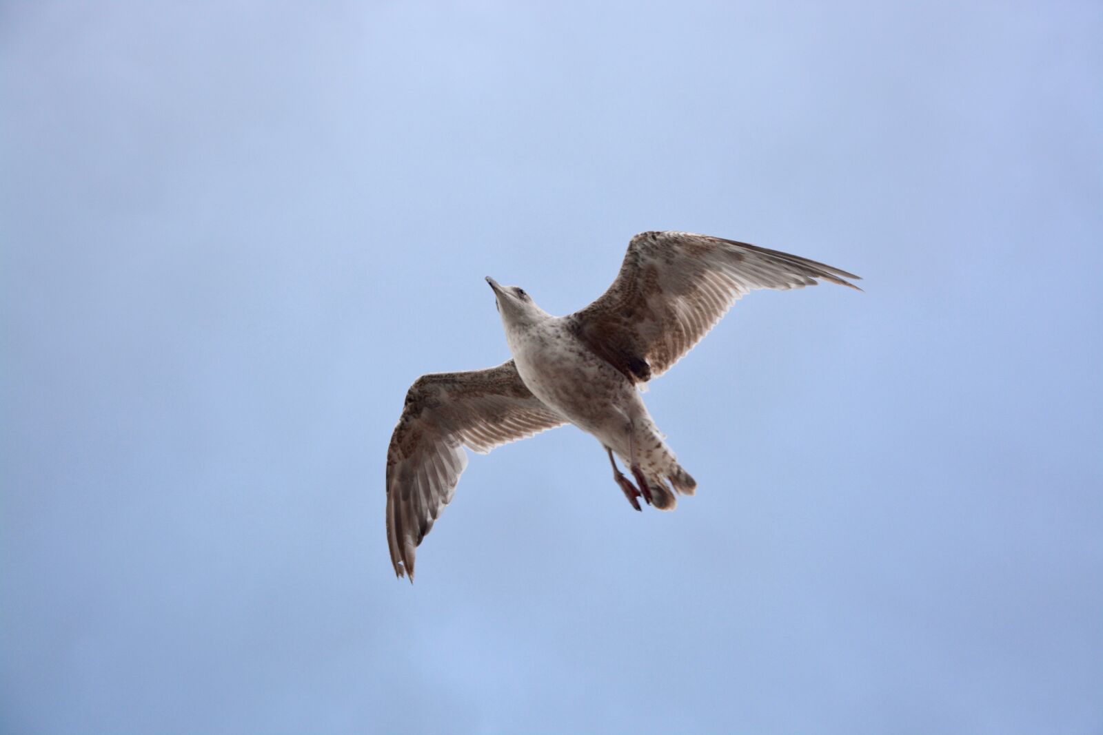 Nikon D5200 sample photo. Seagull flies, sky, bird photography
