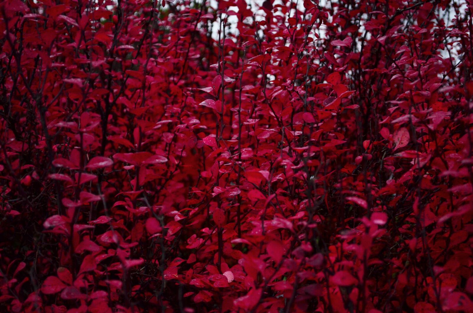 Nikon D5100 sample photo. Red, leaves, colorful photography