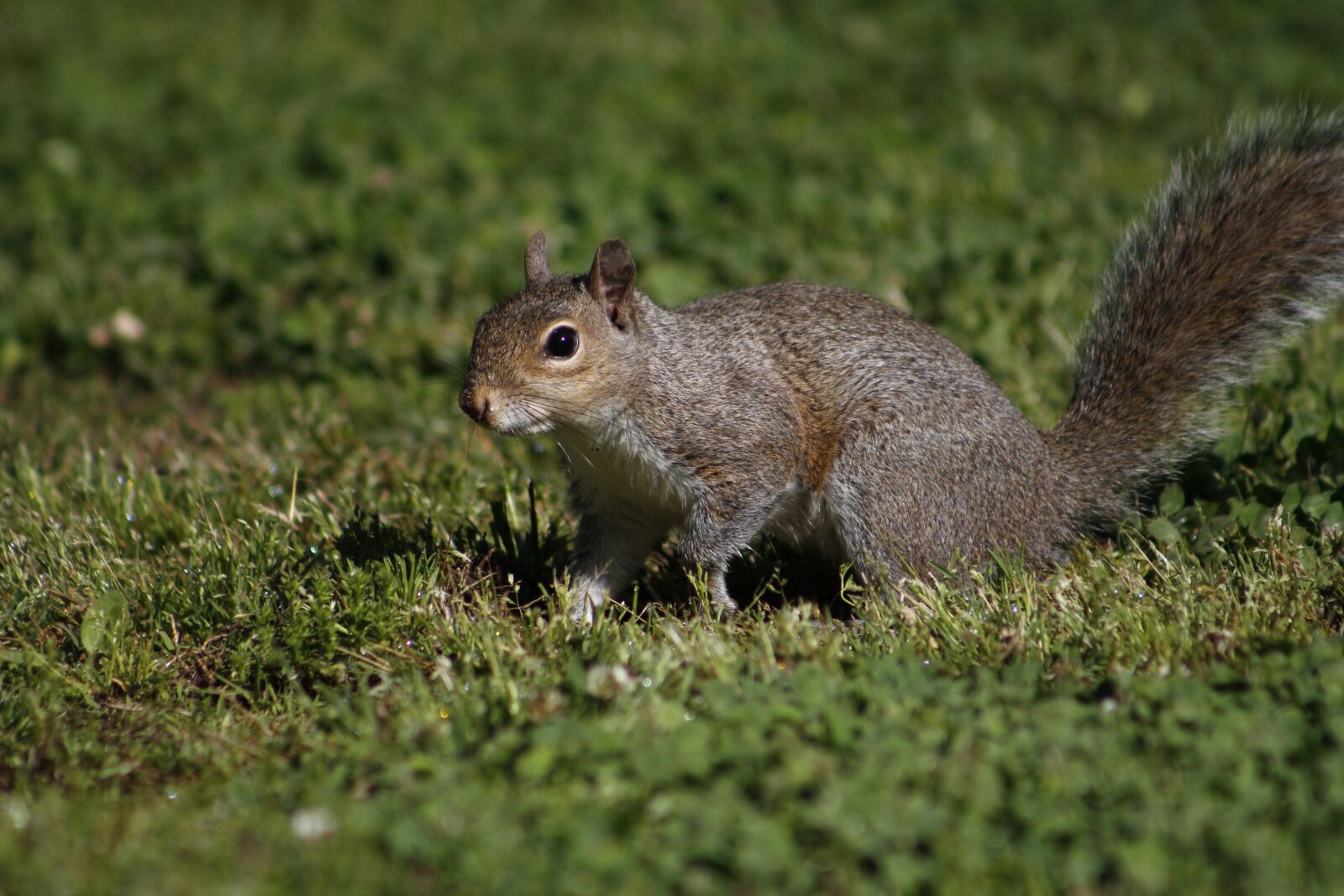 Canon EOS 550D (EOS Rebel T2i / EOS Kiss X4) sample photo. Mammal, nature, cute photography