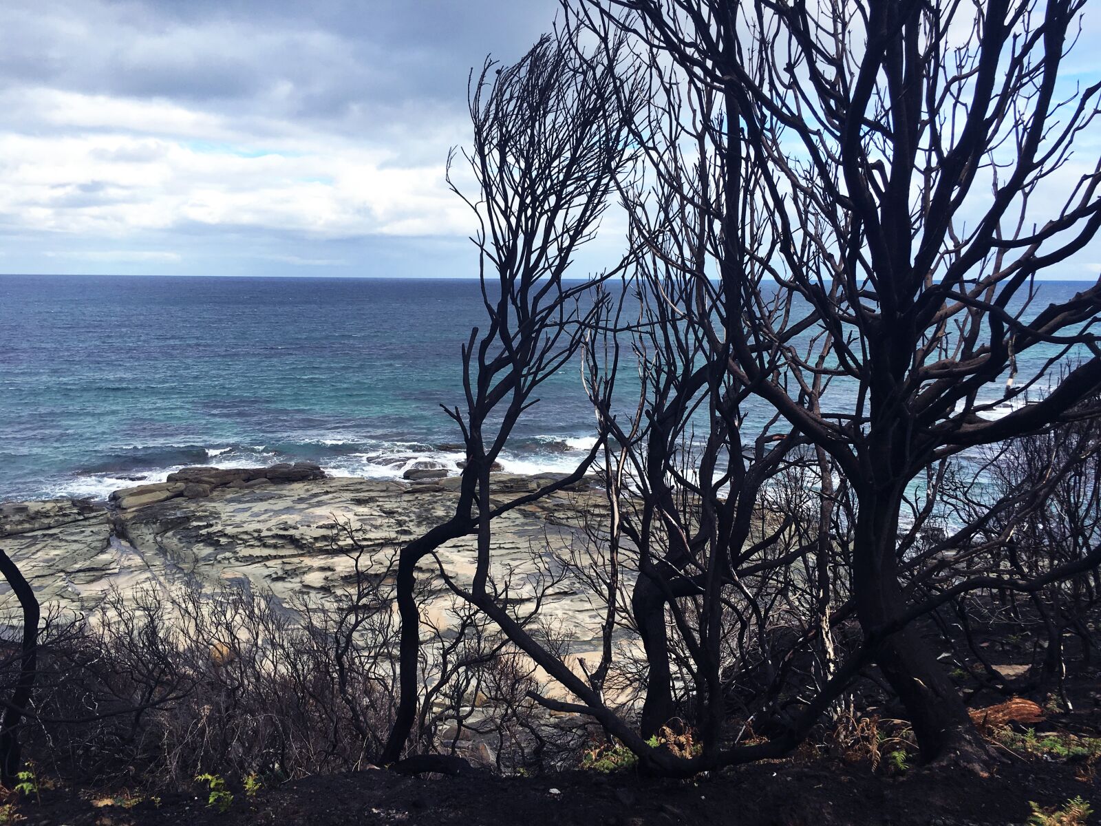Apple iPhone 6s sample photo. After bush fire, melbourne photography