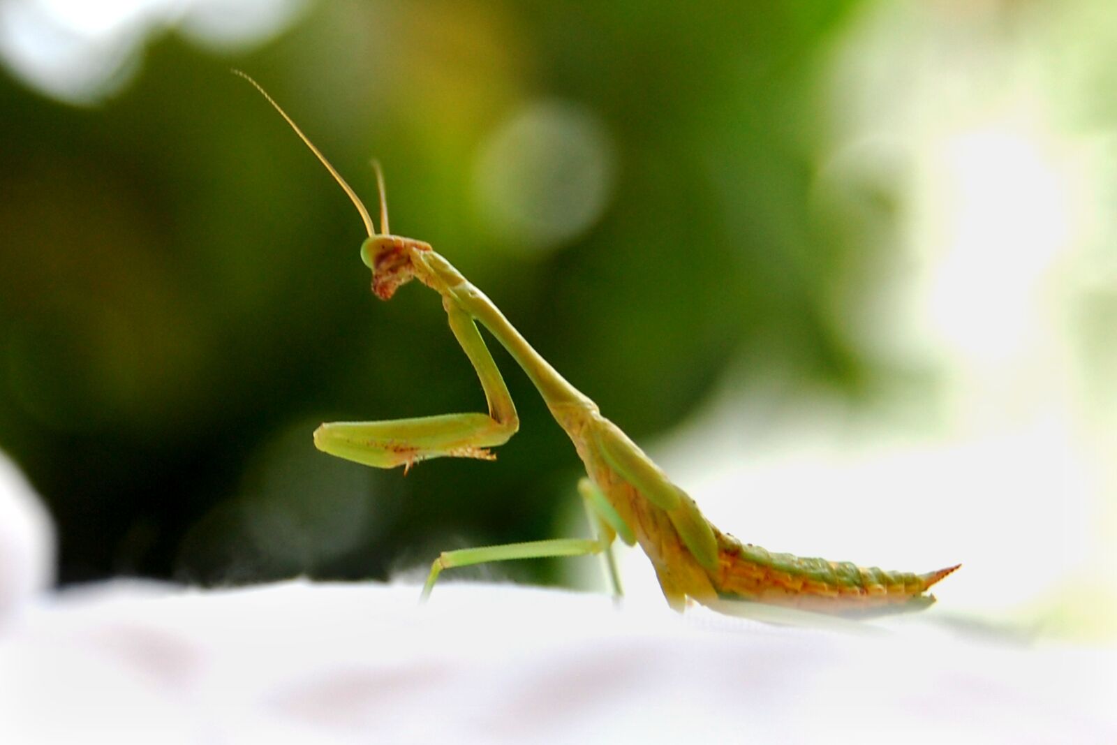 Nikon D40 sample photo. Insect, nature, praying mantis photography