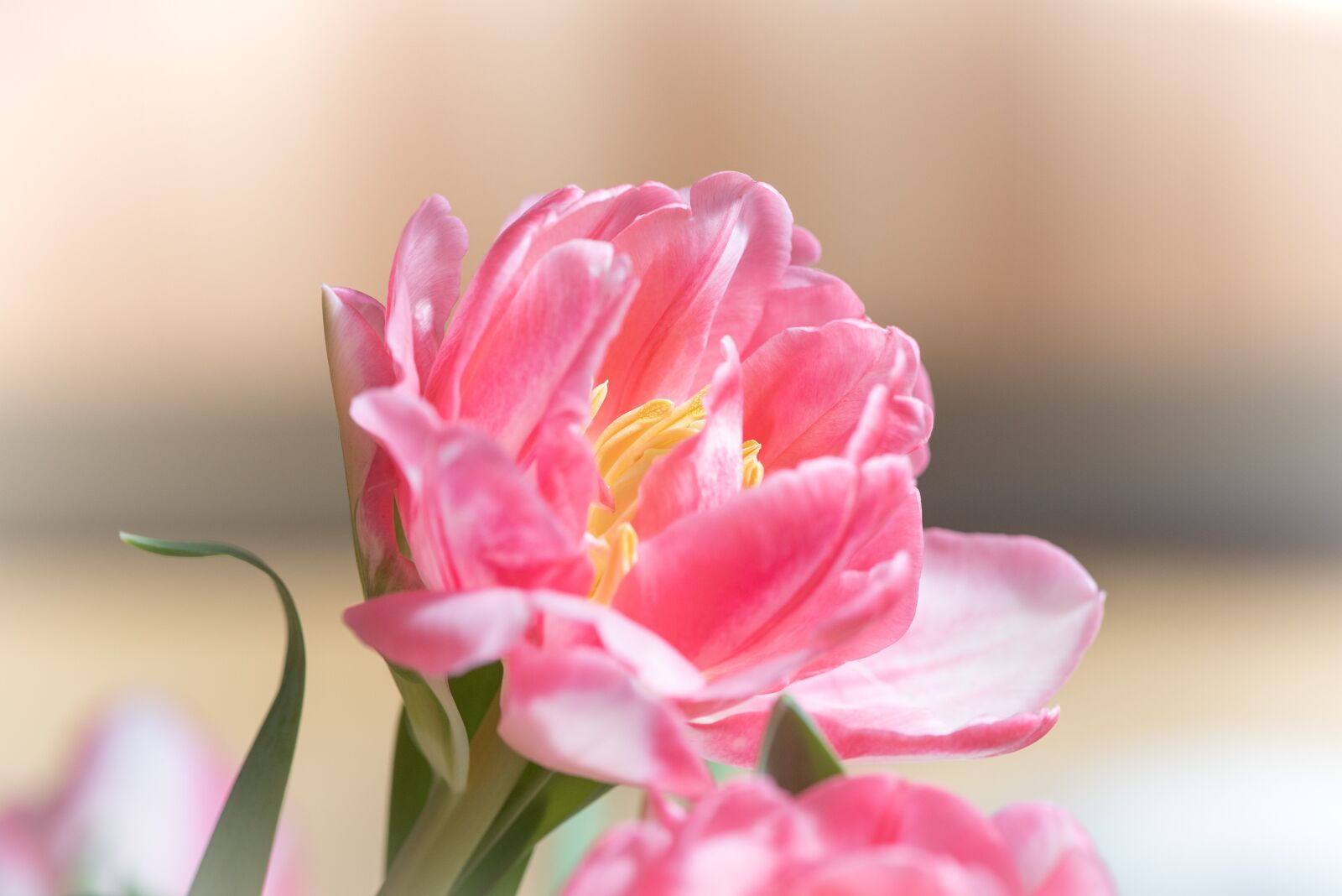 Nikon D750 sample photo. Tulip, blossom, bloom photography