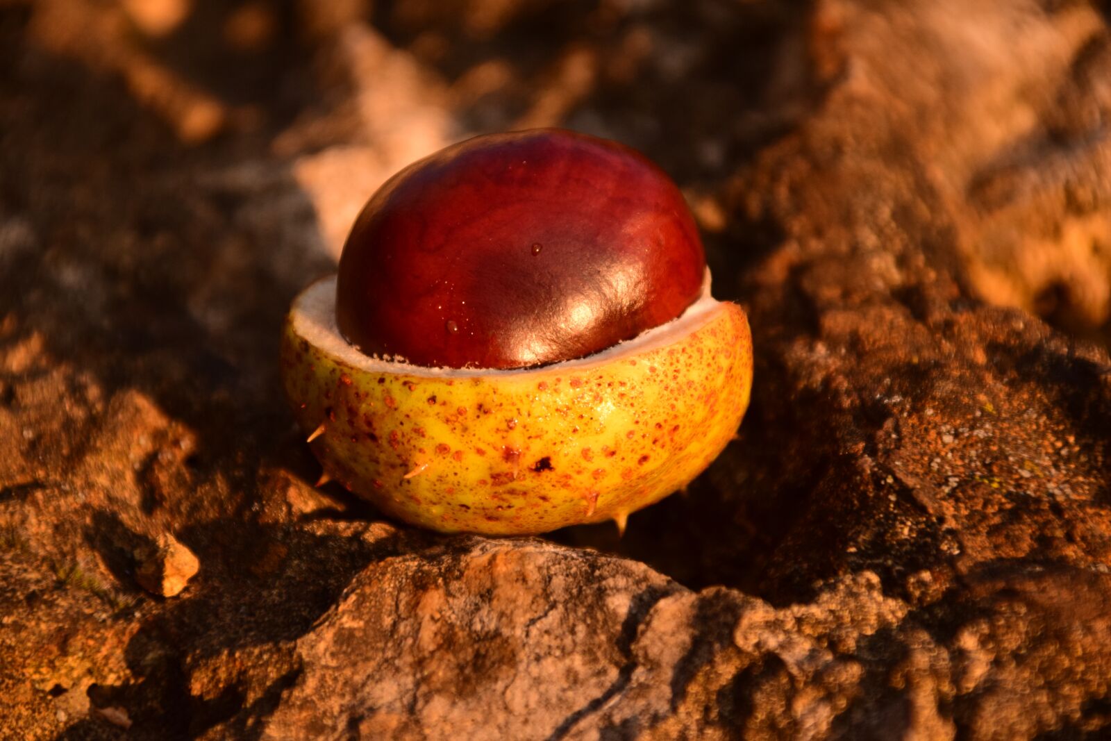 Nikon D3300 sample photo. Chestnut, horse chestnut, ordinary photography
