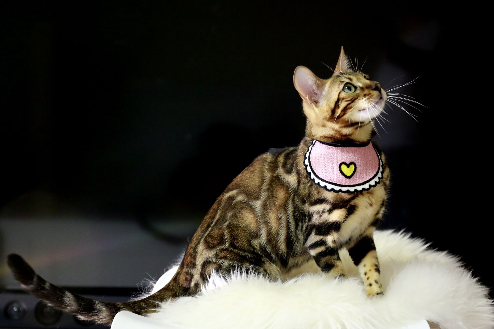 Canon EOS 5D Mark III sample photo. Cat, animal, fur photography