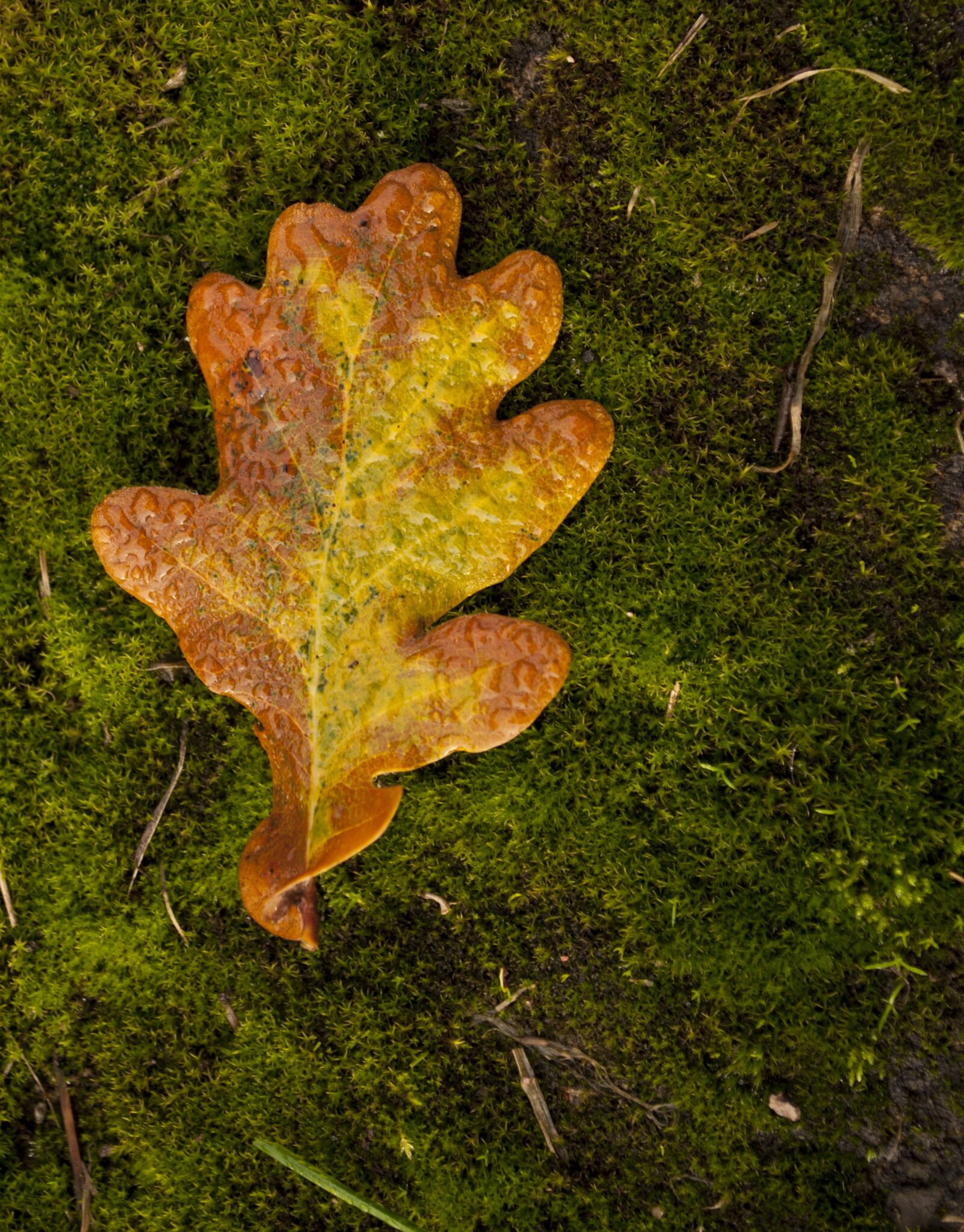 Nikon D90 sample photo. Autumn, fall, leaf photography