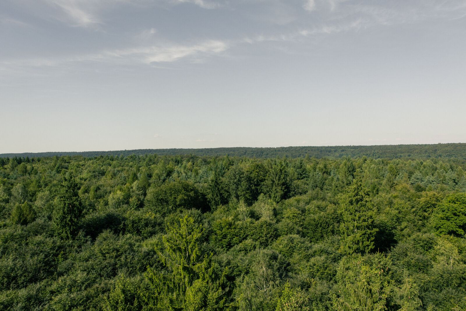 Canon EF 24-70mm F2.8L II USM sample photo. Wood, landscape, nature, sky photography