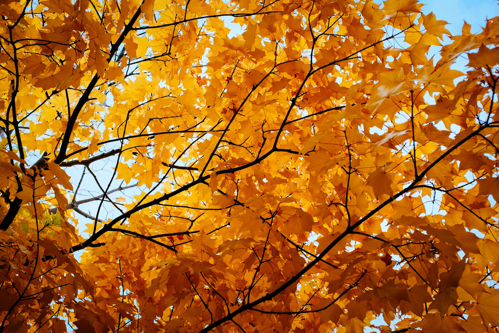 Fujifilm X100T sample photo. Autumn photography
