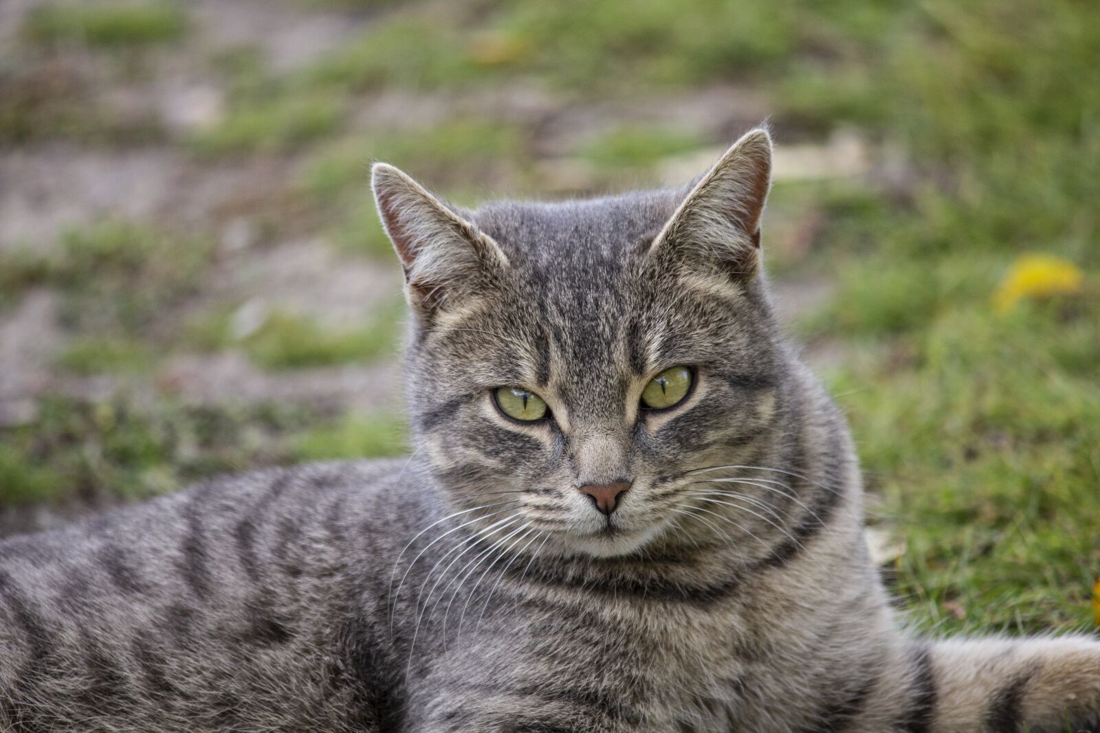 Canon EOS 550D (EOS Rebel T2i / EOS Kiss X4) + Canon EF-S 55-250mm F4-5.6 IS II sample photo. Cat, autumn, grass photography