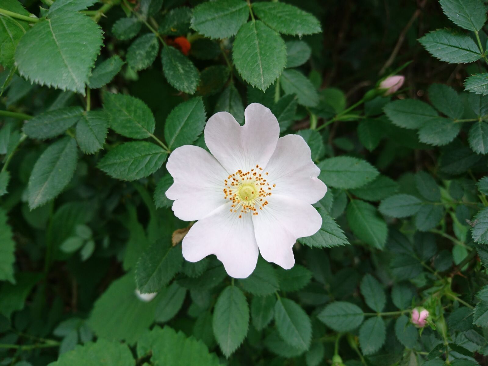 Sony Xperia Z5 sample photo. Flower, natural, plant photography