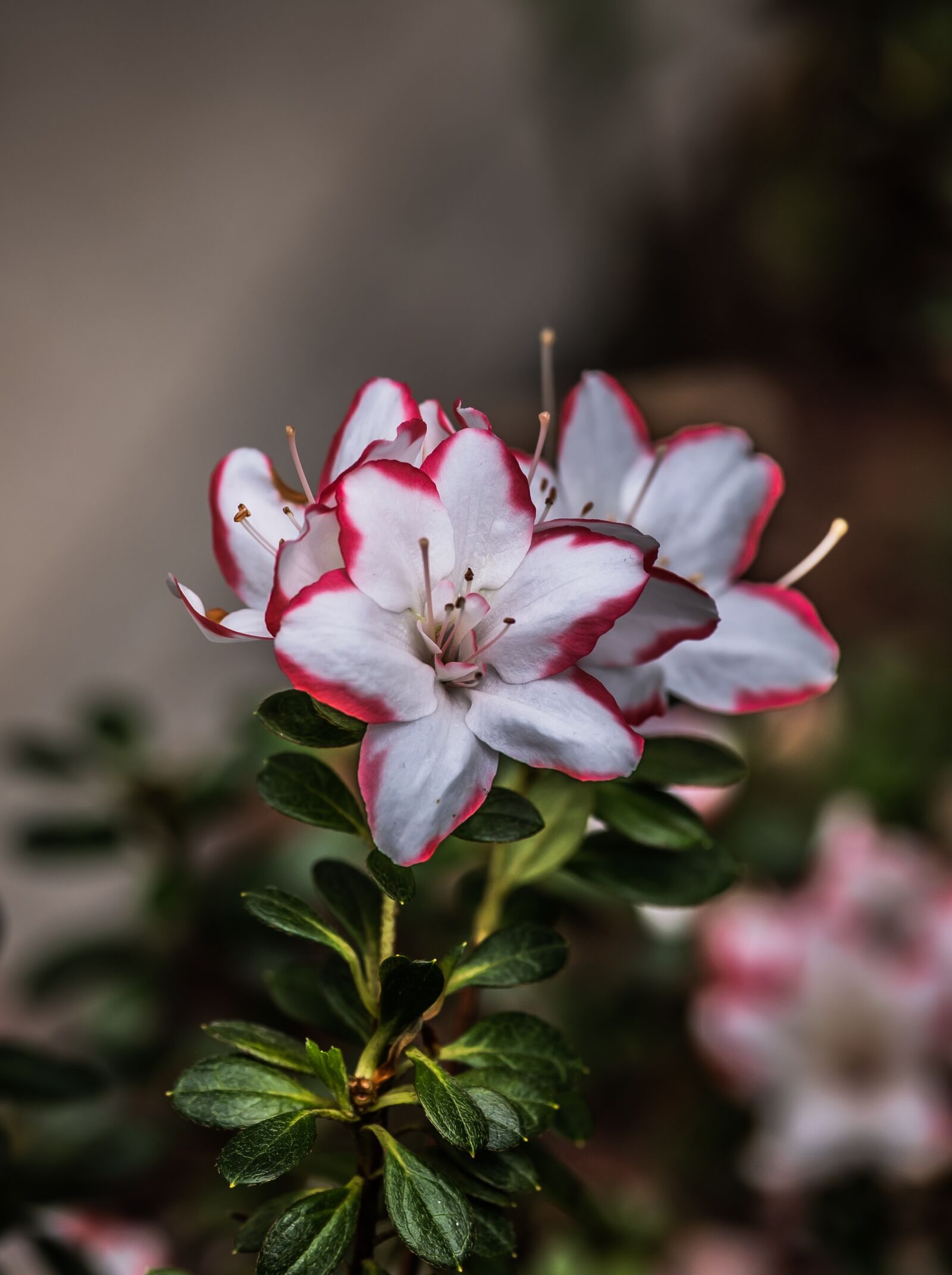 Nikon Z6 sample photo. Azalea, flower, garden photography