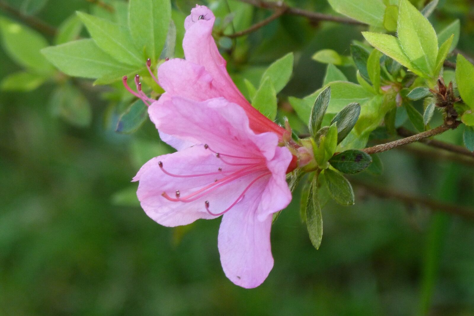 Panasonic Lumix DMC-FZ40 (Lumix DMC-FZ45) sample photo. Azalea, pink, rhododendron photography