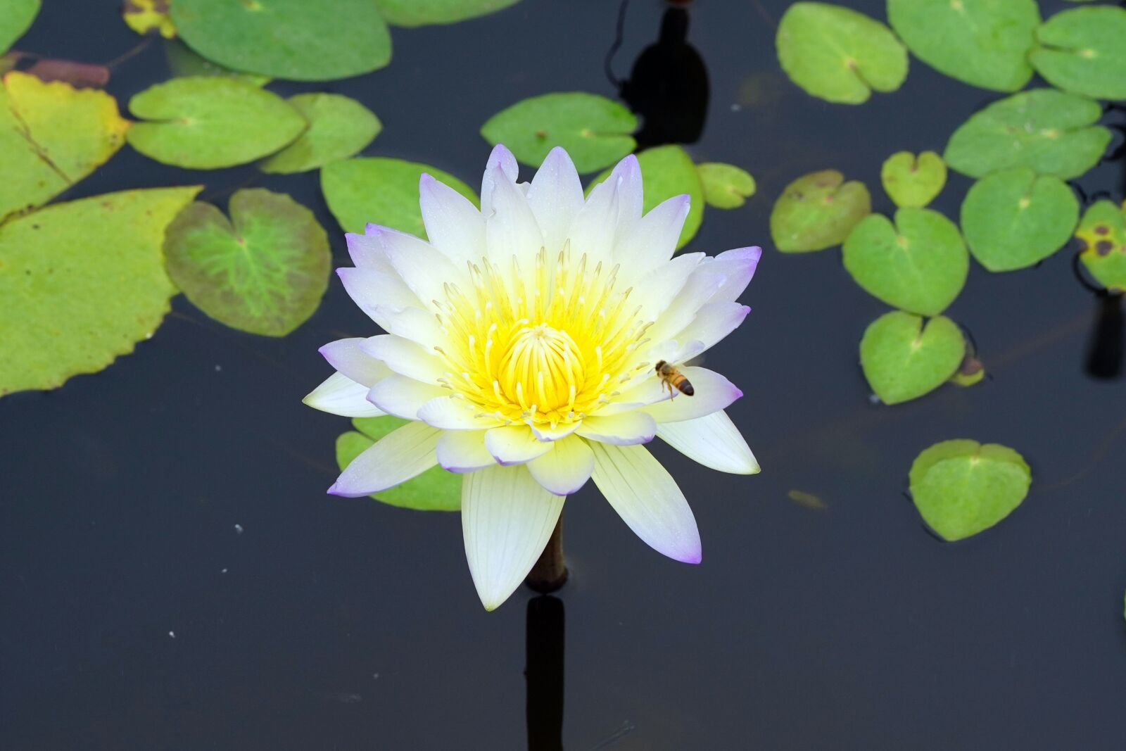 Sony a7R III + Sony FE 90mm F2.8 Macro G OSS sample photo. White flower, lotus flower photography