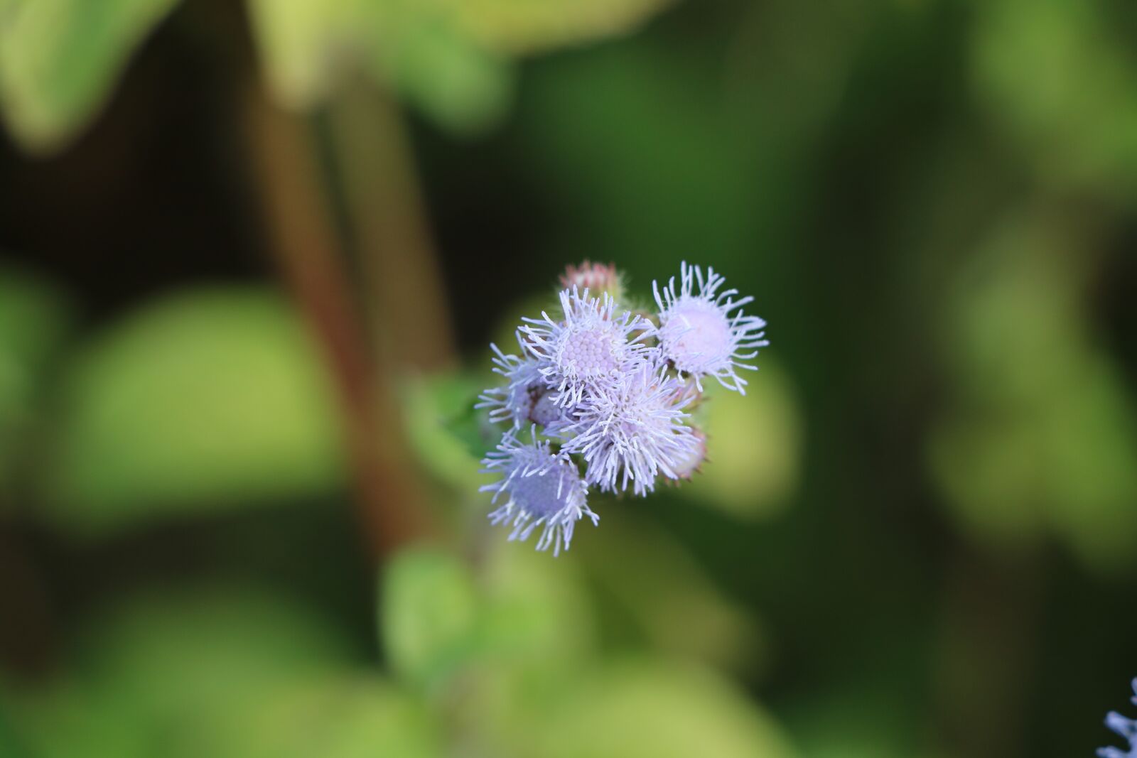 Canon EOS 760D (EOS Rebel T6s / EOS 8000D) + Canon EF-S 18-135mm F3.5-5.6 IS USM sample photo. Blur, flower, wild photography