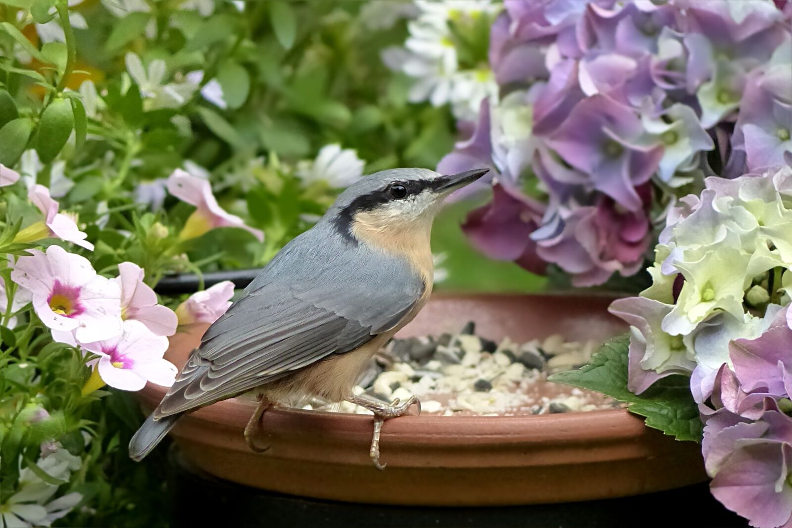 Panasonic Lumix DMC-FZ200 sample photo. Bird, kleiber, sitta europaea photography
