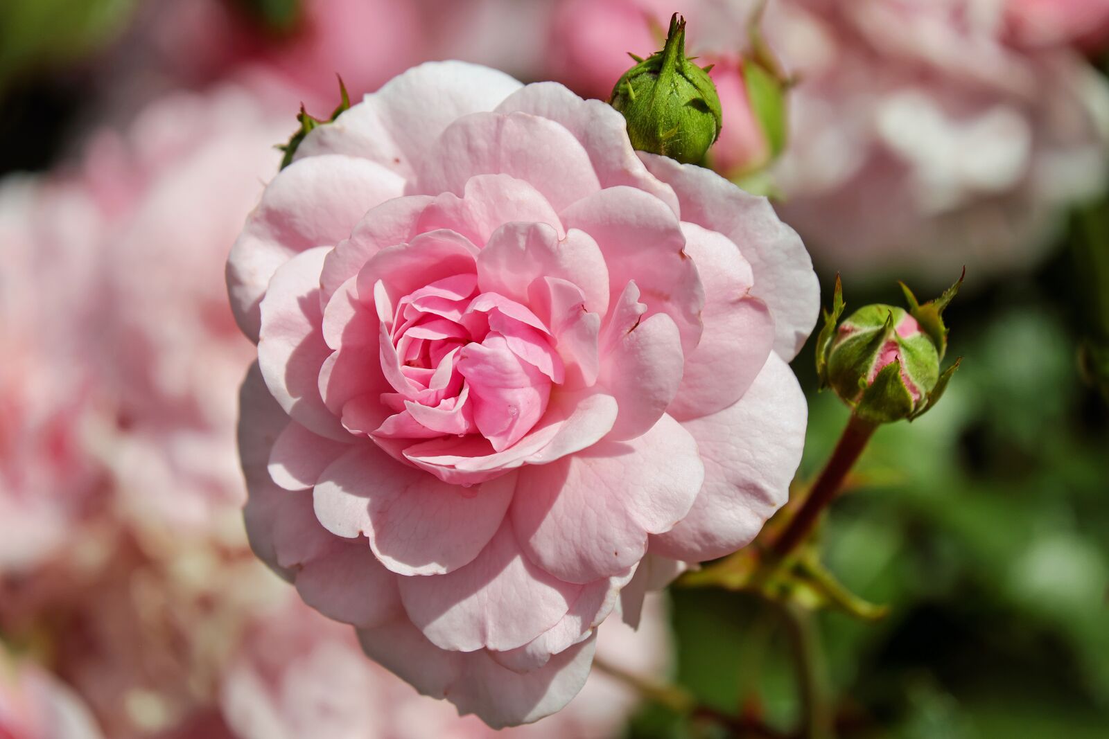 Fujifilm X-T10 + Fujifilm XC 50-230mm F4.5-6.7 OIS sample photo. Rose, flower, blossom photography