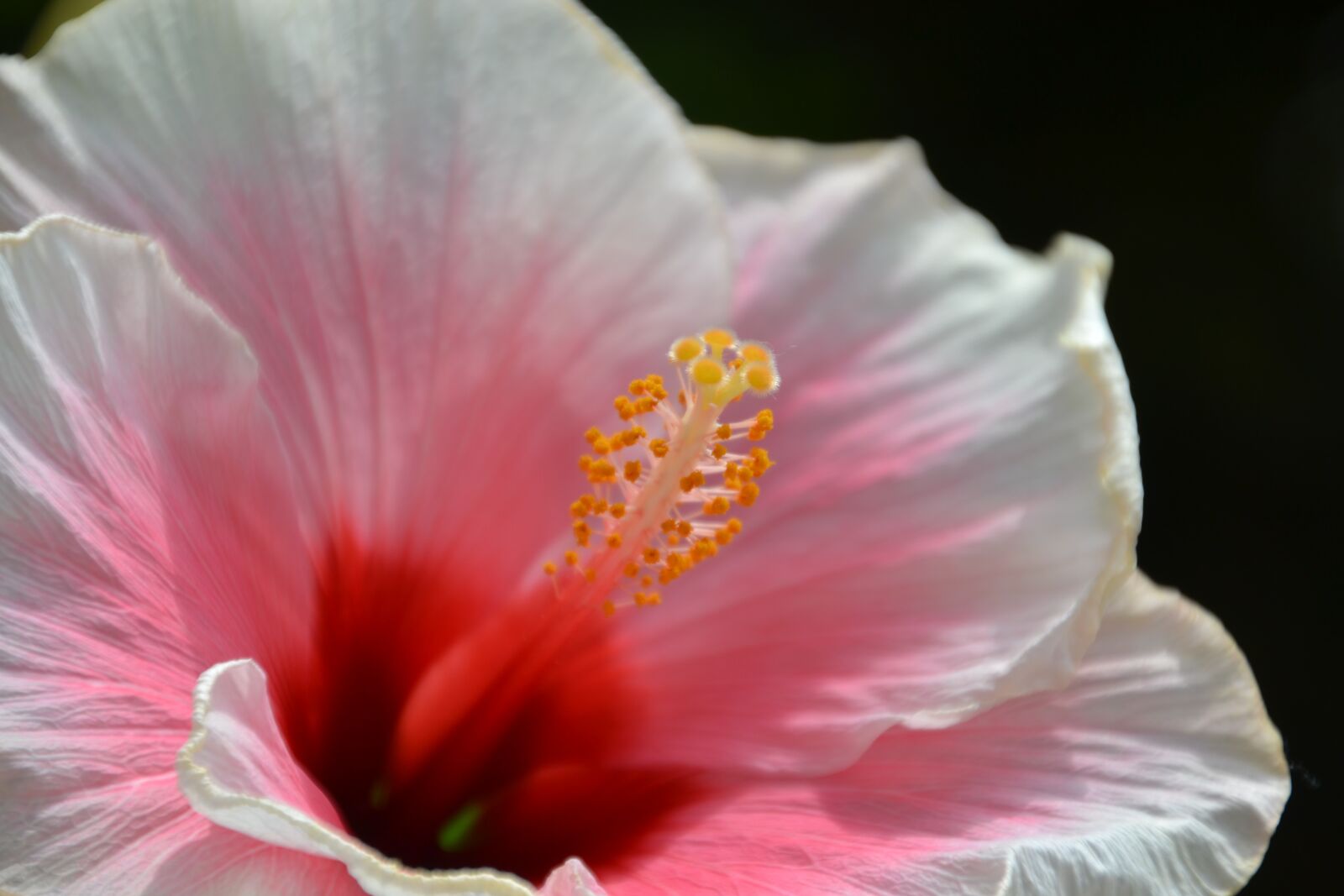 Nikon D3100 sample photo. Flower, bloom, rose photography