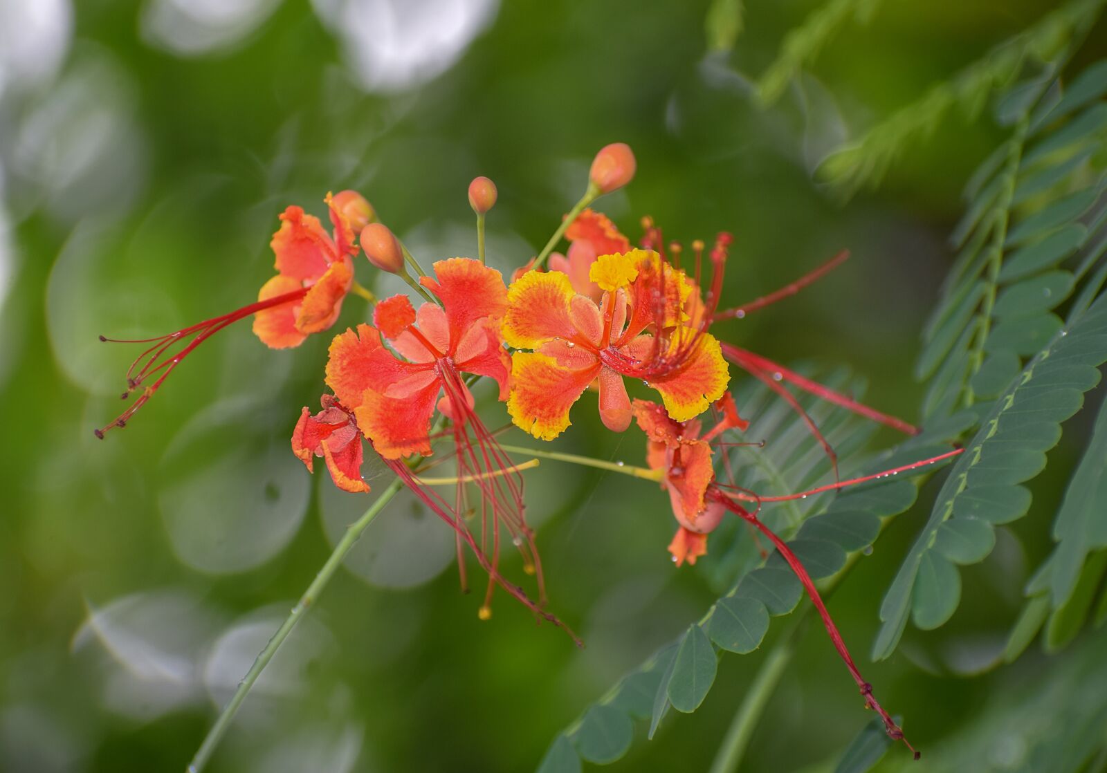 Nikon D5300 sample photo. Outdoor, blossom, yellow photography