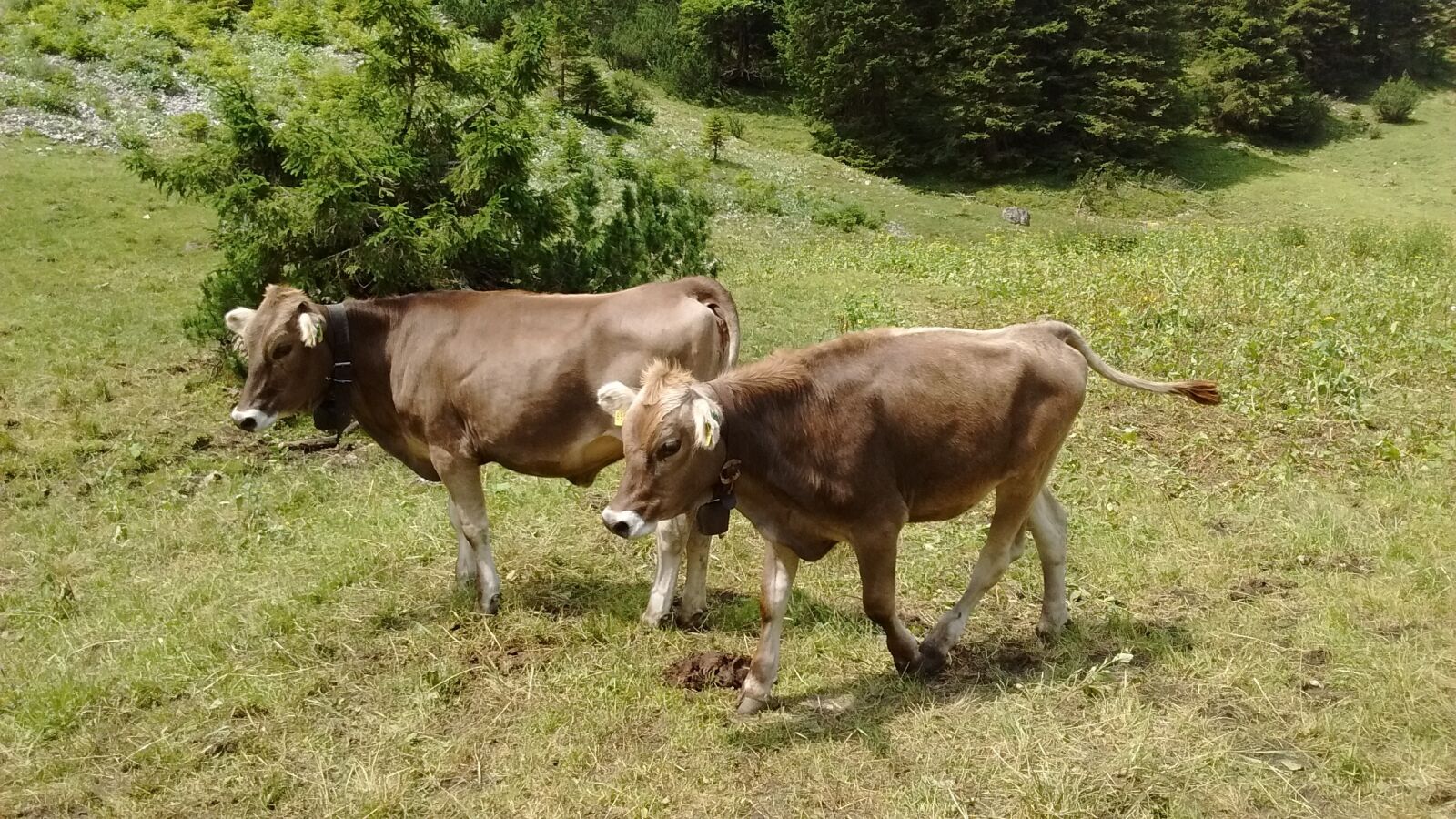 Motorola Moto E with 4G LTE (2nd Gen) sample photo. Allgäu, cow, cows photography
