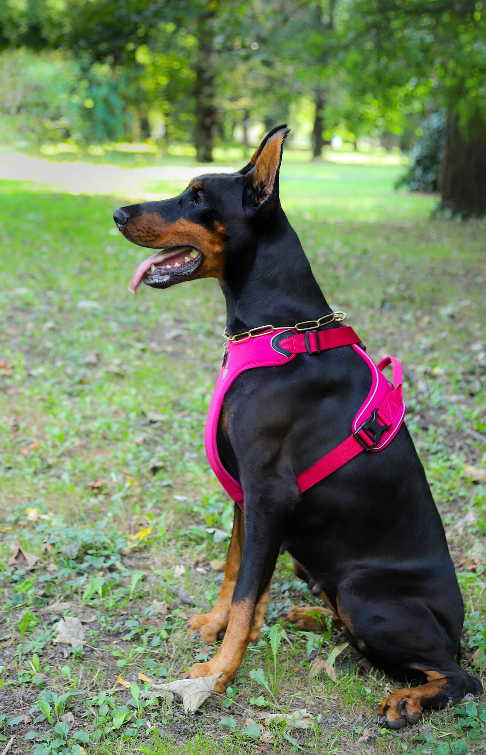 Canon EOS 6D Mark II sample photo. Doberman, dog, pretty photography