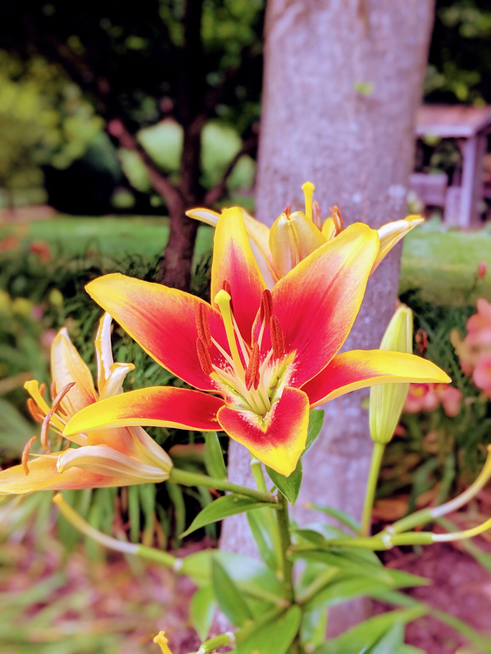Google Pixel 2 XL sample photo. Bloom, nature, blossom photography