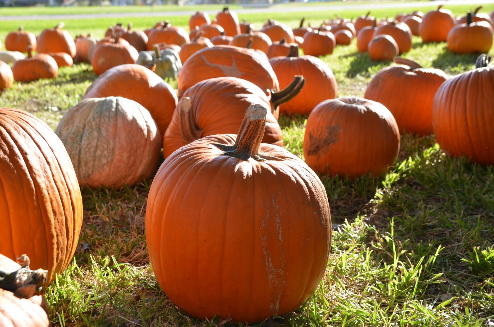 Nikon D5100 sample photo. Pumpkins, orange pumpkins, fall photography