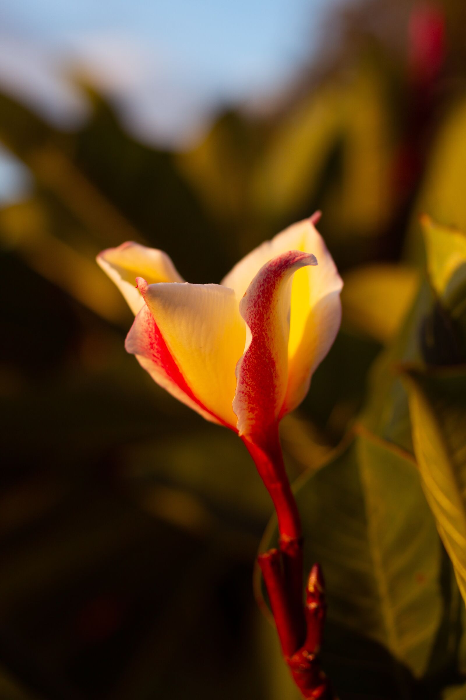Canon EOS 700D (EOS Rebel T5i / EOS Kiss X7i) + Canon EF 50mm F1.8 STM sample photo. Plumeria, flower, flowers photography
